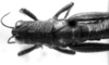 CollectionObject 1533443; e39981c4-e1cd-463d-89dd-f7d6de6774fc: Image Carbonell, C.S. female head and pronotum, dorsal view (holotype). (CollectionObject).