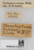 CollectionObject 1577995; 16a4cf07-c2f6-4a95-a9bc-27bb5d1df57c, NHMUK010362913: labels. (CollectionObject).