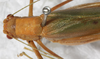 CollectionObject 1533003; 2fbc1ca1-4050-4110-960b-39a9b672d91a: female, dorsal view (syntype). (CollectionObject).