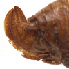 CollectionObject 1506497; da6f0153-b906-499e-ac46-9e1b04662446: female ovipositor. (CollectionObject).