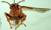 CollectionObject 1501495; c688050f-8c2a-48f4-8455-60c5f8907ec4: female, frontal view (syntype of Locheuma flavipennis). (CollectionObject).