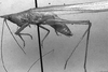 Caulopsis cuspidata (Scudder, 1878): male, lateral view. (Otu).