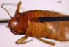 CollectionObject 1530704; e6c8073b-a2dc-40b2-9eb3-46e6035dad00: female, head and pronotum, dorsal view (holotype). (CollectionObject).