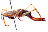 Pseudacrodonta nigrospinosa (Bolívar, 1900): female, lateral view. (Otu).