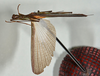 CollectionObject 1560956; USNM(SF IMPORT DUPLICATE) 7347, 4694a9f3-df5d-4c96-bbbc-33bf272a8dd3: copyright USNM, Washington. male Stratocles multilineatus (holotype). (CollectionObject).