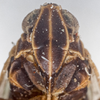Head on [Oliarus] coconinus Ball, 1934: (Observation).