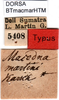 CollectionObject 1500564; 2411e313-9118-421f-b3a8-5e28130c926d: labels (holotype). (CollectionObject).