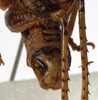 CollectionObject 1529605; 724b6fce-b214-429b-9e3e-574f423262d6: male cerci (syntype). (CollectionObject).