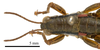 CollectionObject 1575352; 86c3acf4-7990-48d1-b219-04f563e8a432: male head and pronotum, dorsal view (paratype). (CollectionObject).