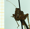 CollectionObject 1585329; fea60686-3763-46b1-9299-10d90dffe76c: female, frontal view. (CollectionObject).
