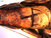 CollectionObject 1537725; 95590db6-7e5d-4081-9d9e-88ebff4062f0: pronotum, dorsal. (CollectionObject).