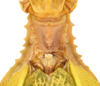 CollectionObject 1586492; a11ce751-1a35-4166-8f71-8d0370152ba4: copyright IMQC. male: thorax, dorsal view (paratype). (CollectionObject).;CollectionObject 1586493; 98faf60d-f949-44d6-9e44-92137cf217cb: copyright IMQC. male: thorax, dorsal view (paratype). (CollectionObject).;CollectionObject 1586494; 1f5c5ba6-04ff-465b-82b6-02495b8db84f: copyright IMQC. male: thorax, dorsal view (paratype). (CollectionObject).