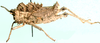 Hoplolopha vansoni Dirsh, 1958: male, lateral view. (Otu).