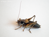 CollectionObject 1591418; f892eccf-6d1f-46cd-85d3-37dfa363b2e5: male (GR: Giona Mountains). (CollectionObject).
