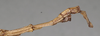 CollectionObject 1558178; NMW 869, 62bb2651-3365-4342-8a9e-dc36b257d7c3: copyright NHMW, Vienna. male: end of abdomen, lateral view of synonym Acrophylla aliena (lectotype). (CollectionObject).