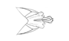 Orotettix andeanus (Bruner, 1913): Fig. 22. apex of aedeagus, dorsal view. (Otu).