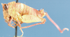 Dysidiothericles soni Descamps, 1977: male, lateral view. (Otu).
