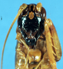 CollectionObject 1507150; 967a1911-d3a4-4536-acca-dcd67c7c1adb: female, frontal view. (CollectionObject).