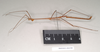 CollectionObject 1557825; 87f9a19e-e234-4e6b-b475-4fa501d1a9d7: copyright Natural History Museum, London. male, lateral view of Chondrostethus woodfordi (syntype). (CollectionObject).;CollectionObject 1557826; 50d4ed4c-0940-4f37-b3fe-450e20f5d380: copyright Natural History Museum, London. male, lateral view of Chondrostethus woodfordi (syntype). (CollectionObject).