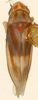 Habitus, dorsal view on Erythridula fumida (Gillette, 1898): Habitus (allotype by Beamer, KSEM collection). (Observation).
