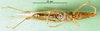 CollectionObject 1564464; 62542d73-d7bd-4829-b15e-0f380628bc11: male, ventral view (paralectotype of Atractomorpha madacassis). (CollectionObject).