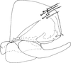 Pygofer, lateral view on Cicadulina (Cicadulina) bipunctata (Melichar, 1904): Pygofer, lateral view. (Observation).