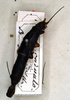 CollectionObject 1558156; NMW 135, 6b01bd85-6243-40af-9295-6575183f2a02: copyright NMW. female (holotype). (CollectionObject).