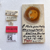 Other on Acanthoflata salina (Dozier, 1927): (Observation).