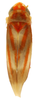 Habitus, dorsal view on Erythridula fumida (Gillette, 1898): Habitus (holotype, USNM collection). (Observation).