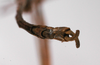 CollectionObject 1558347; 233e2e3a-59b8-4308-92ca-eb7f4328a712: copyright ZMHB, Berlin. male: end of abdomen, ventral view (holotype). (CollectionObject).