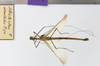 CollectionObject 1560809; 63ba205f-3633-48d6-bd92-d8cdaf227913: copyright ESALQ. male, ventral view (holotype). (CollectionObject).