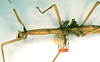 CollectionObject 1558904; 9c70b5fc-dea5-48a6-8475-c1253c11dde2: copyright RMNH, Leiden. female: head and thorax, lateral view (holotype). (CollectionObject).