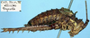 CollectionObject 1531772; NMW 6003, 21196a47-d5e1-46d8-9547-6e6c7b415e1d: male, lateral view (holotype). (CollectionObject).