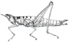 Apteropeoedes nigroplagiatus Bolívar, 1903: Fig. 51. female habitus. (Otu).