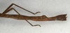 CollectionObject 1557749; bcfe3578-c985-44ff-ab52-ad49b8517855: copyright NMW, Vienna. female: end of abdomen, lateral view of Carausius strumosus (syntype). (CollectionObject).;CollectionObject 1557750; 50ee3d39-7e2d-48ad-8cbf-b1ba37969181: copyright NMW, Vienna. female: end of abdomen, lateral view of Carausius strumosus (syntype). (CollectionObject).