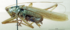 CollectionObject 1572409; b45841bd-b170-4c4b-aa5d-0e12b4390fe1: male, lateral view. (CollectionObject).