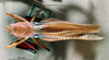 CollectionObject 1505279; aef2592e-ef58-45f5-91b8-dabf3a080155: female, dorsal view (syntype). (CollectionObject).