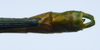 CollectionObject 1580898; f3125fce-e6fc-4caa-b43a-6797395af0f5: copyright FRCS Sabah. male: end of abdomen, dorsal view (paratype). (CollectionObject).