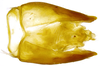 Pygofer, dorsal view on Beltrana reticulata Gonçalves, Domahovski, Mejdalani & Takiya, 2021: Male holotype [USNM]: pygofer, valve and anal tube, dorsal view. (Observation).