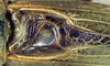CollectionObject 1516820; 82caeade-ec42-465a-9e04-593b391ca2d8: male stridulatory area (syntype). (CollectionObject).;CollectionObject 1516821; e185310c-ff58-4b64-955c-2520779fd1e8: male stridulatory area (syntype). (CollectionObject).