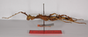 CollectionObject 1560187; bbf0eec0-df23-4504-bde4-086d82f5abdd: copyright ZMB, Berlin. female, lateral view (holotype). (CollectionObject).