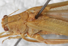 CollectionObject 1533002; 3233cdb5-d4b6-4aca-92ec-dad807f55362: male, dorsal view. (CollectionObject).