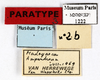 CollectionObject 1573686; MNHN(SF IMPORT DUPLICATE) MNHN-EP-EP1222, 9bb1366a-3b6f-48da-b372-6e18a006e7ce: CC BY-NC-ND 4.0/MNHN - Depraetere Marion - 2014. Paratype, male, of oblonga van Herrewege, 1973. Specimen number: MNHN-EP-EP1222. http://coldb.mnhn.fr/catalognumber/mnhn/ep/ep1222. (CollectionObject).