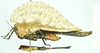 CollectionObject 1584424; 55e75c53-a67c-4528-bcd8-6d6d9fe43220: female, lateral view. (CollectionObject).