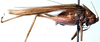 CollectionObject 1529686; 536a9bf8-1c65-4a4e-b619-e34942961727: male, lateral view (lectotype). (CollectionObject).
