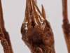 CollectionObject 1534558; c9c7c5c3-327d-4c61-b3f1-922901f78495: female subgenital plate (holotype). (CollectionObject).