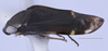 Habitus, lateral view: (Observation).