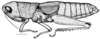 Aleuas uruguayensis Carbonell, 2008: Fig. 15. female, habitus (Uruguay, Dept. Rivera, Lunarejo, length 44.7 mm, scale line 5 mm). (Otu).