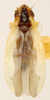 Habitus, dorsal view: !! display not done !! on Erythridula stolata (McAtee, 1920): Habitus (holotype, USNM collection). (Observation).