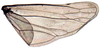 Hind wing: Athysanus argentarius, hindwing (INHS). (Observation).